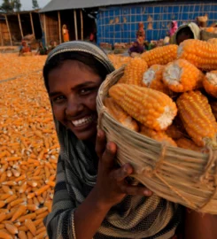 BRAC SEED and AGRO ENTERPRISE
